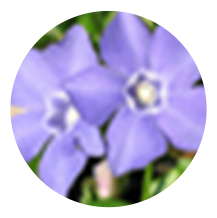 g-icon