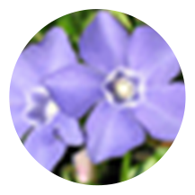 n-icon